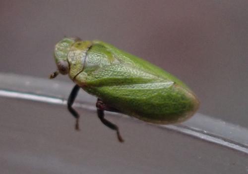 Tettigometra virescens